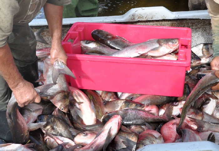 pescadores espirituanos.jpg 2